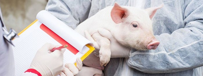 Как бизнесмены сами себе подложили свинью